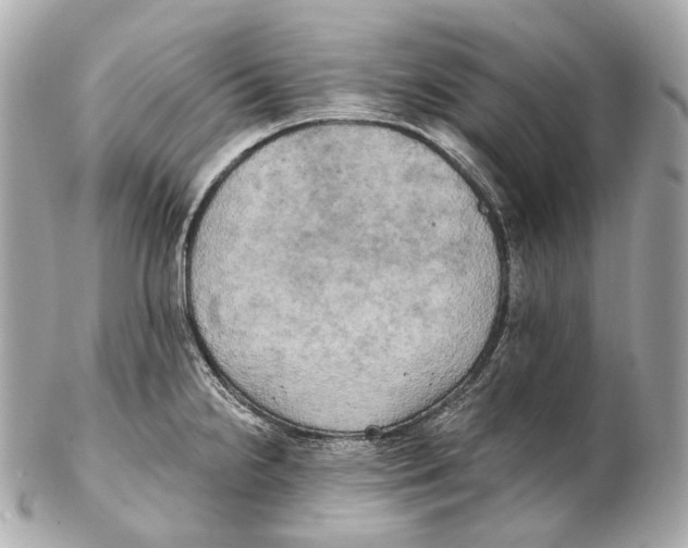 X0000102411238200808291500