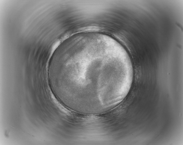 X0000102411475200808291456