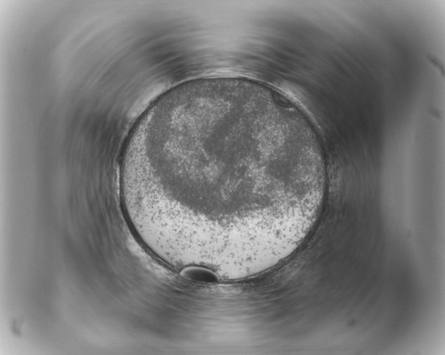 X0000102411476200808291456