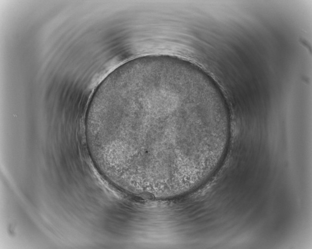 X0000102411521200808291456