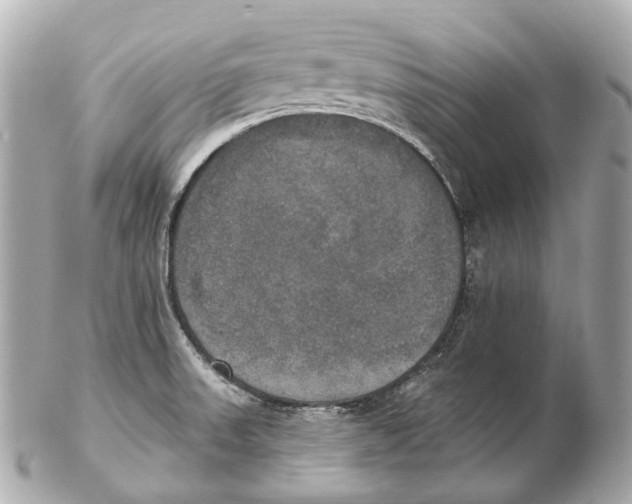 X0000102411523200808291456