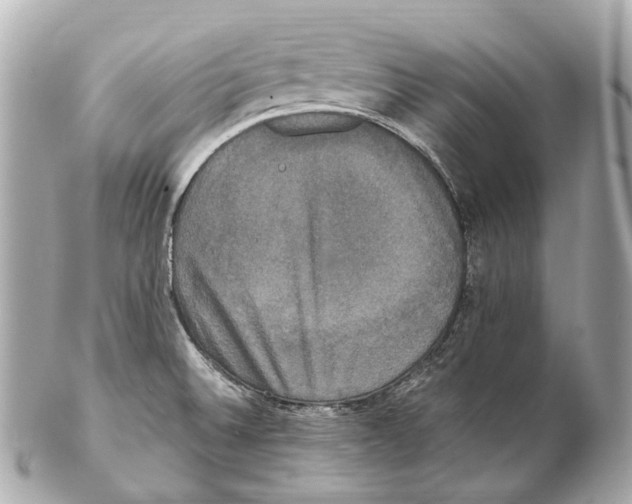 X0000102411524200808291456