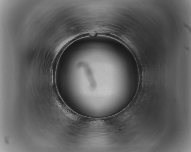 X0000102460838200808081225