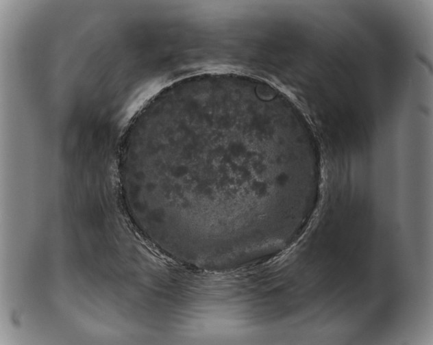 X0000102461263200808081219