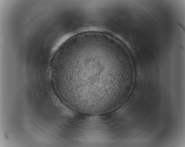 X0000102461367200808081218