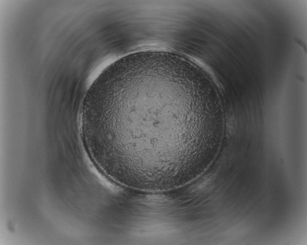 X0000102461383200808081218