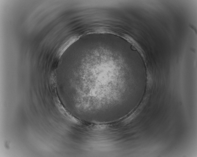 X0000102461385200808081218