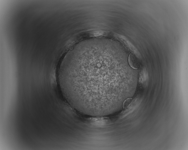 X0000102460524200808151410