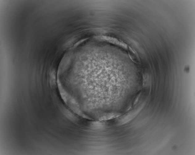 X0000102460238200808221627