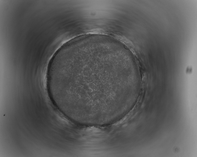 X0000102460290200808221626