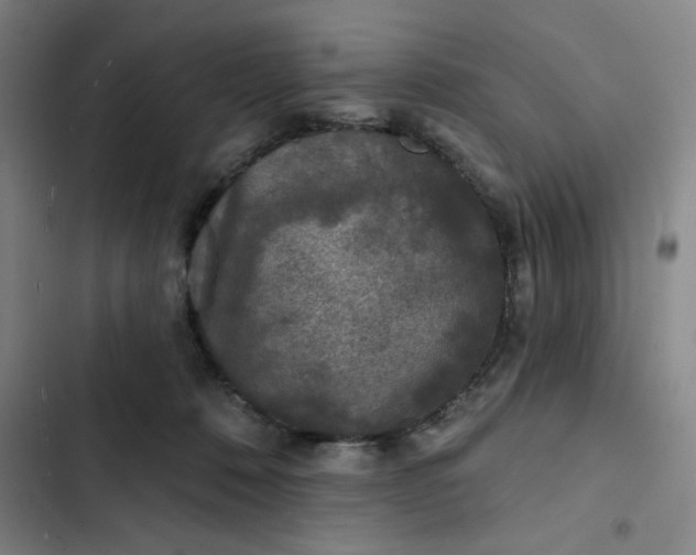 X0000102460320200808221625