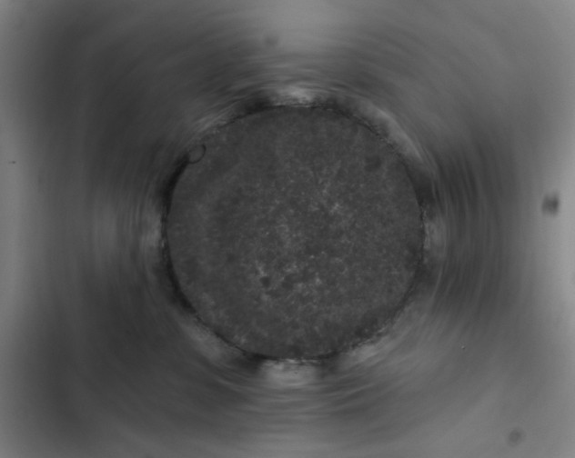 X0000102460331200808221625