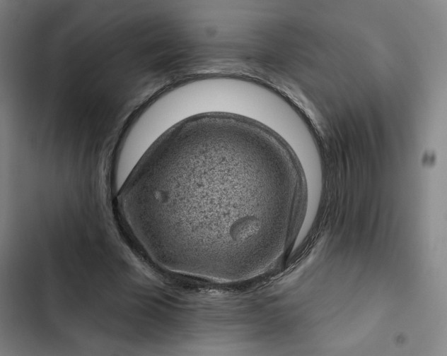 X0000102460585200808221621