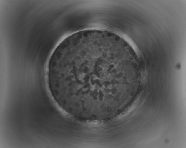 X0000102461099200808221613