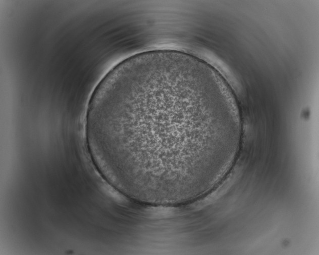 X0000102461236200808221611