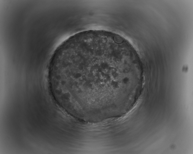 X0000102461263200808221610