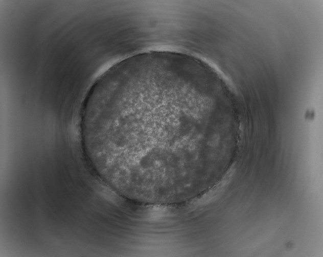 X0000102461266200808221610