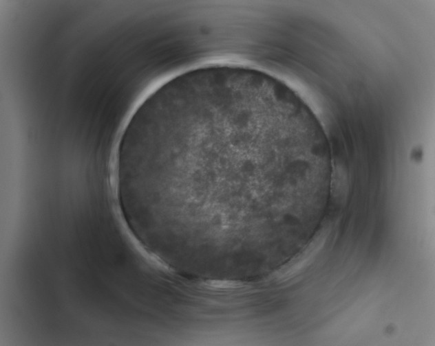 X0000102461295200808221610