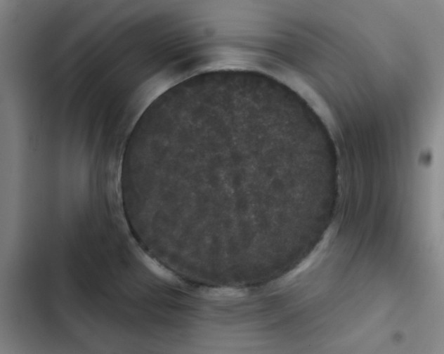 X0000102461337200808221610