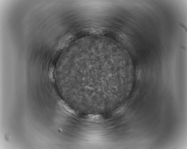 X0000102460185200808291550
