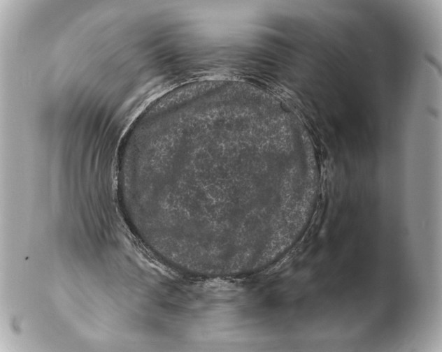 X0000102460290200808291548