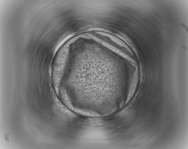 X0000102461198200808291535