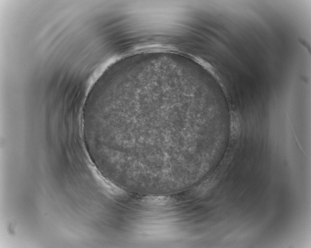 X0000102461474200808291531