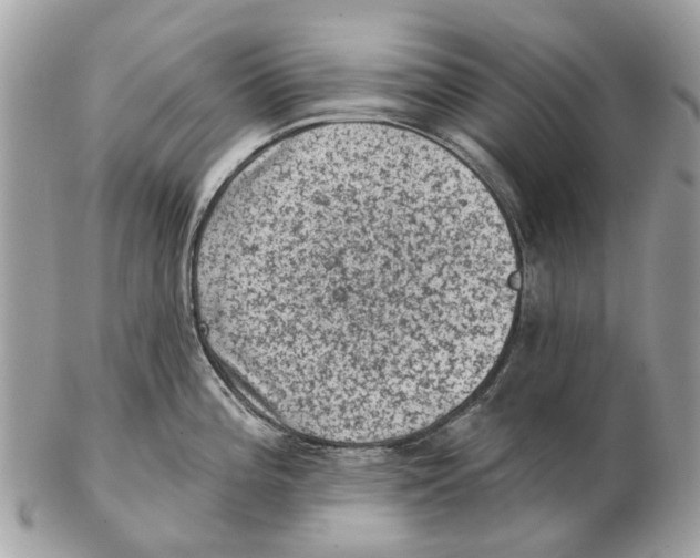X0000102461196200809051302