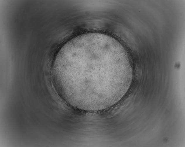 X0000102471297200808221633