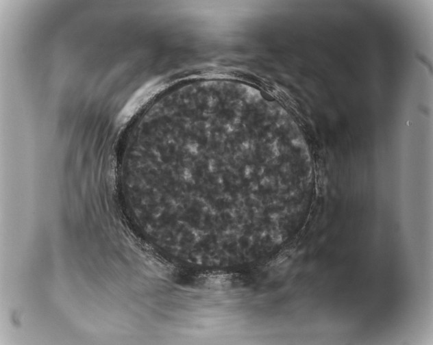 X0000102470295200808291611