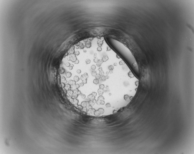 X0000102470332200808291610