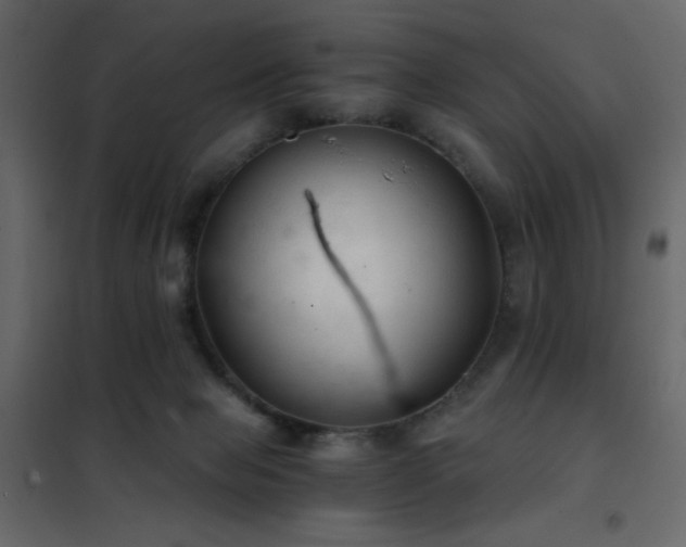 X0000102480077200808081315