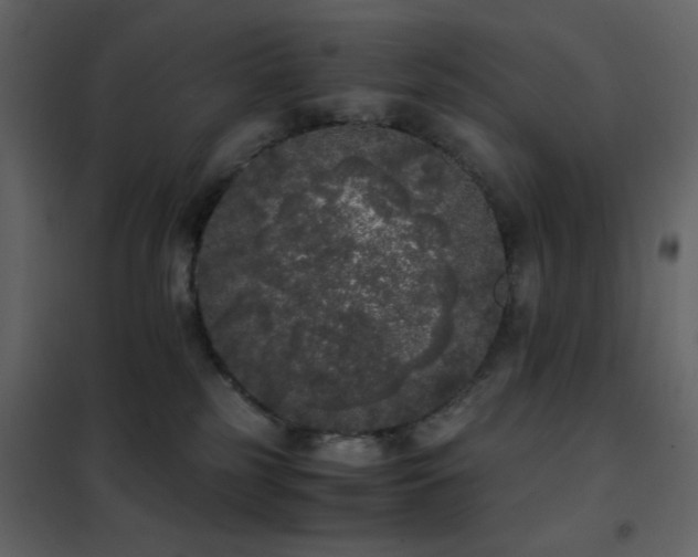 X0000102480185200808081314