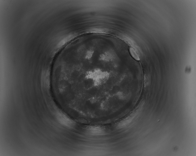 X0000102480349200808081310