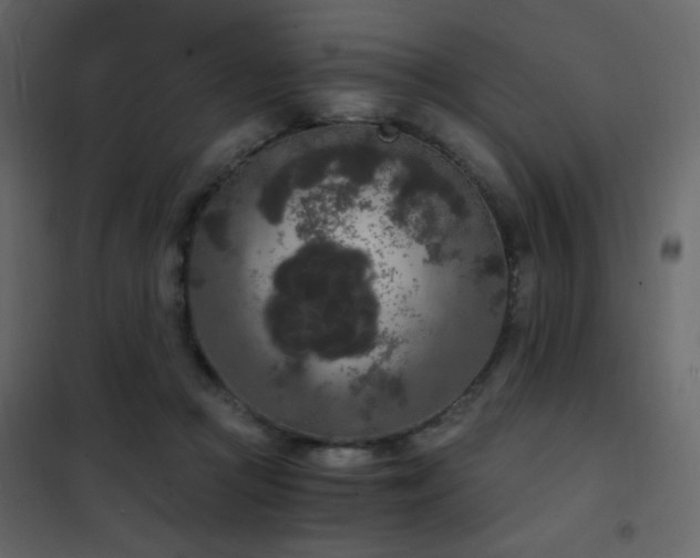 X0000102480361200808081310