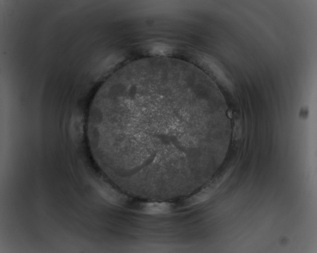 X0000102480363200808081310