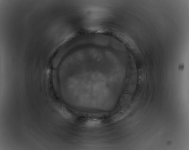 X0000102480369200808081310