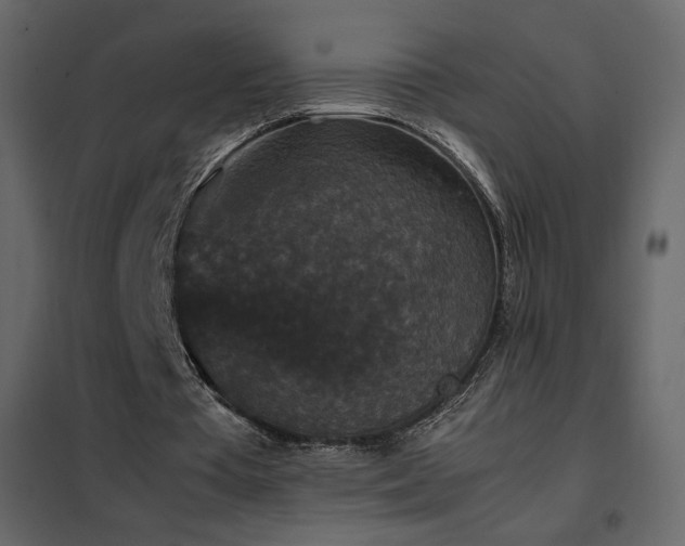 X0000102480385200808081310