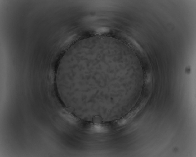 X0000102480565200808081308