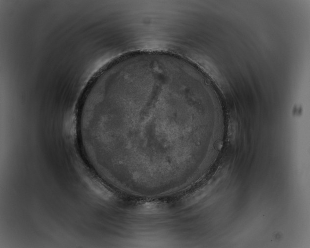 X0000102480584200808081307