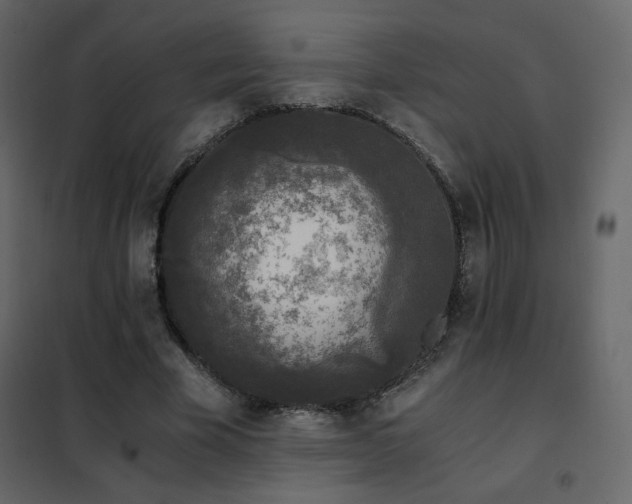 X0000102480585200808081307