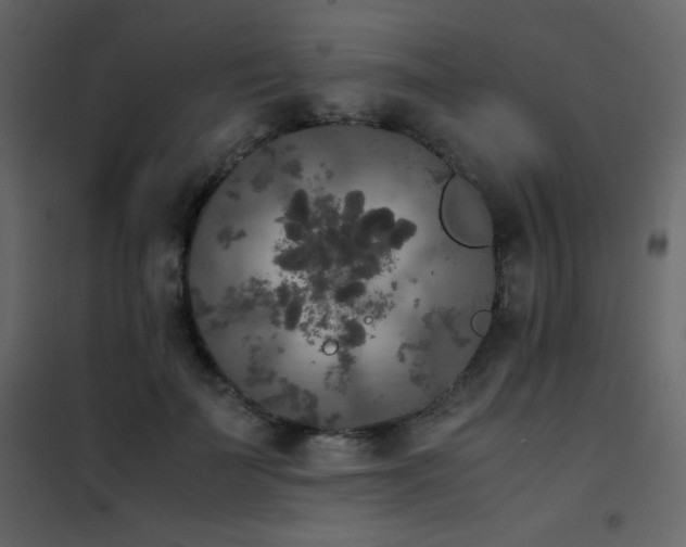 X0000102480699200808081305
