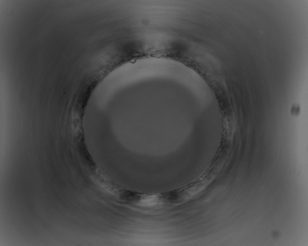 X0000102480705200808081305