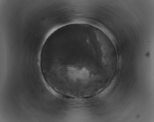 X0000102480862200808081303