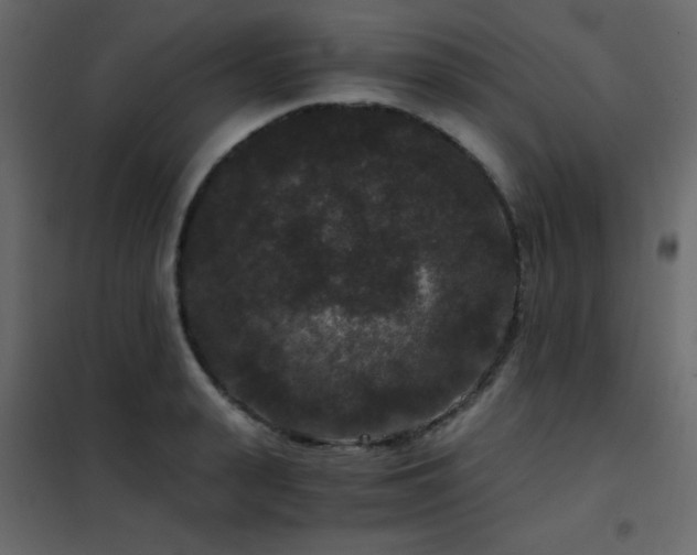 X0000102480943200808081302