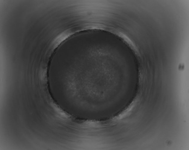 X0000102480977200808081301