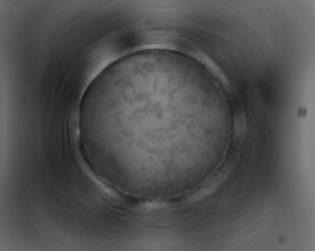 X0000102481274200808081257
