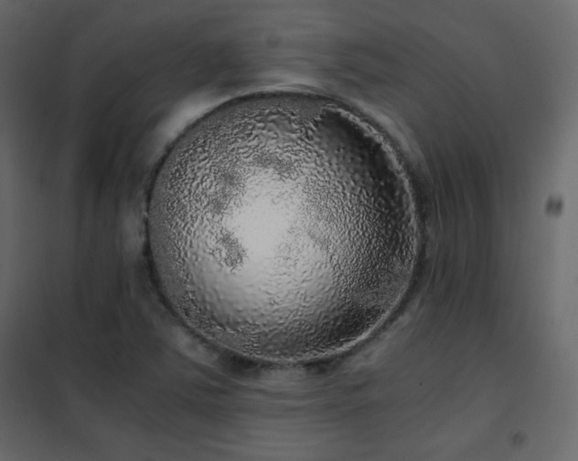 X0000102481363200808081255