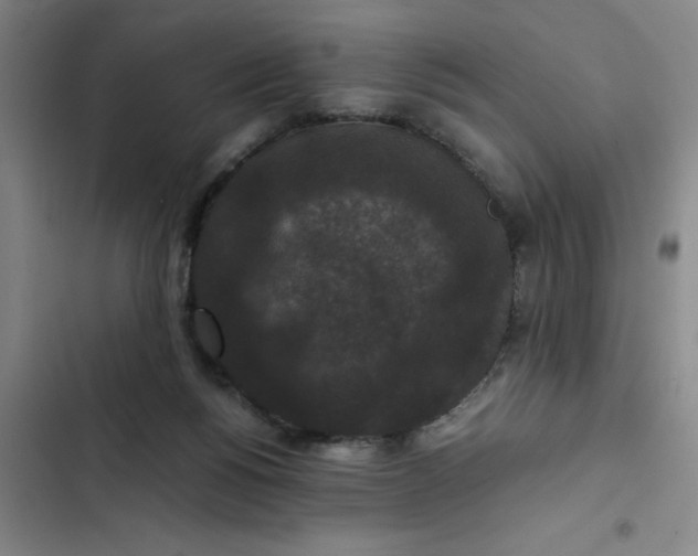 X0000102480168200808221715