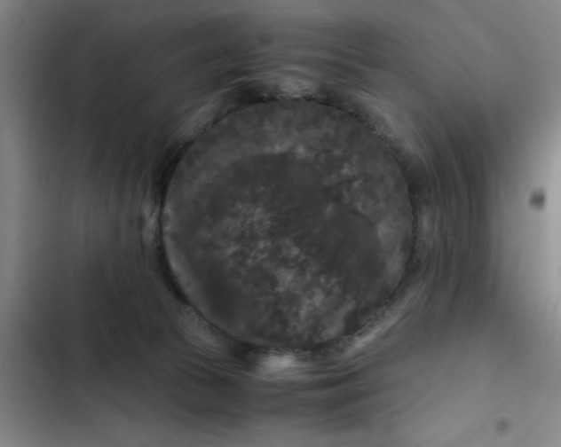 X0000102480177200808221715